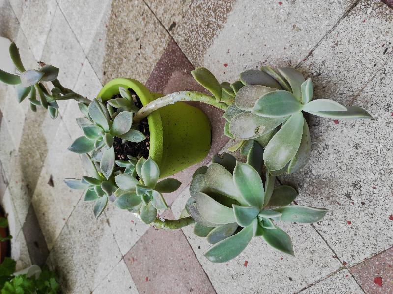graptopetalum.jpg